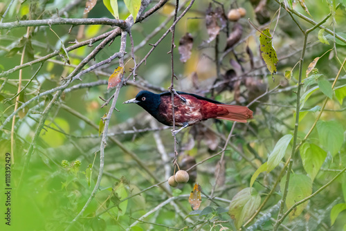 A Maroon Oriole perched on a branch of the bush on the outskirts of Sattal City in Uttarakhand photo