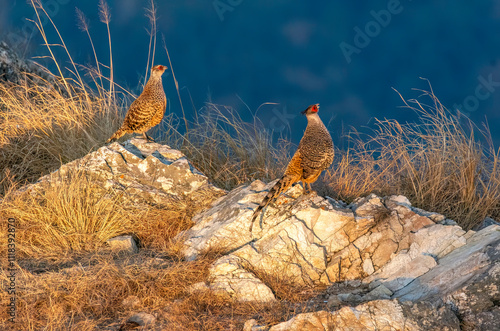 A cheer pheasant standing on top of a boulder on top of a mountain on the outskirts of Rudraprayag, Uttarakhand 