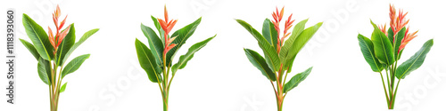 Heliconia rostrata flowers tropical plants isolated transparent background