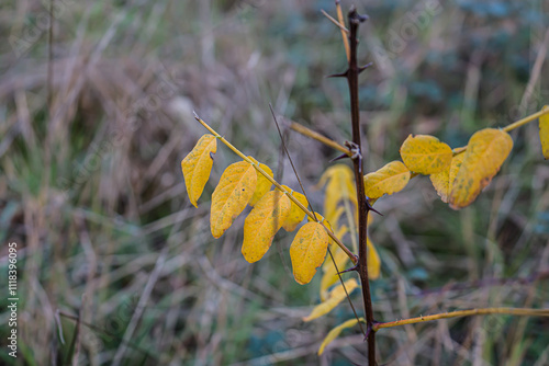 Photo d'un arbre robinia pris en macro sur un fond vert photo