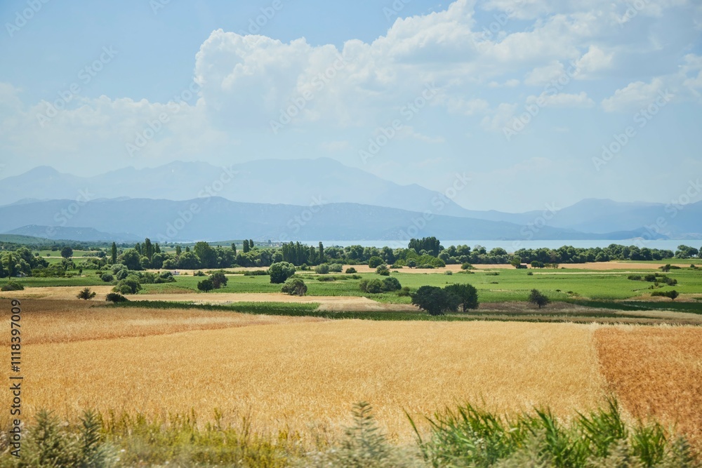 Obraz premium A beautiful landscape through the ears of wheat. Agriculture, cultivation of cereals