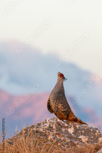 A cheer pheasant standing on top of a boulder on top of a mountain on the outskirts of Rudraprayag, Uttarakhand  photo