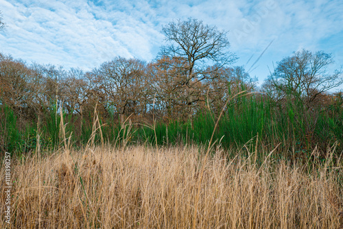Fototapeta Naklejka Na Ścianę i Meble -  las , jesienią