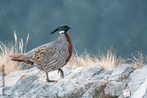 A Koklass pheasant forging on ground next to a temple on the outskirts of Rudraprayag, Uttarakhand 