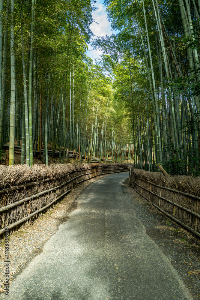 Kyoto City Rakusai Bamboo Park near Kyoto Japan