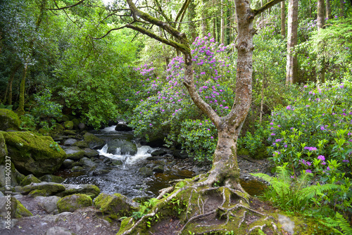 Landschaft im Killarney-Nationalpark in Irland photo