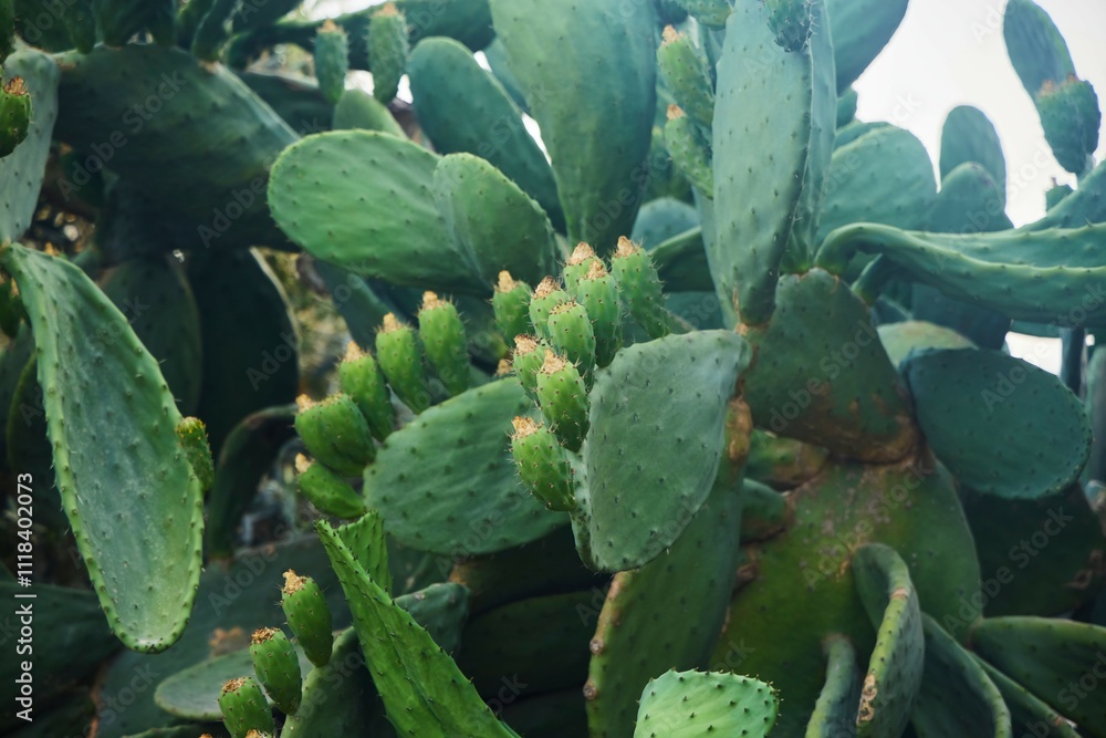 Prickly pear is a plant, cactus. Close-up Prickly pear is a plant, cactus. Close-up