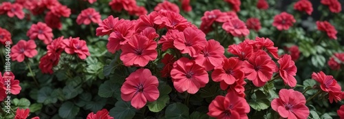 Vibrant geranium flowers with bright red pink petals and green foliage, summer garden, verdant foliage, flower