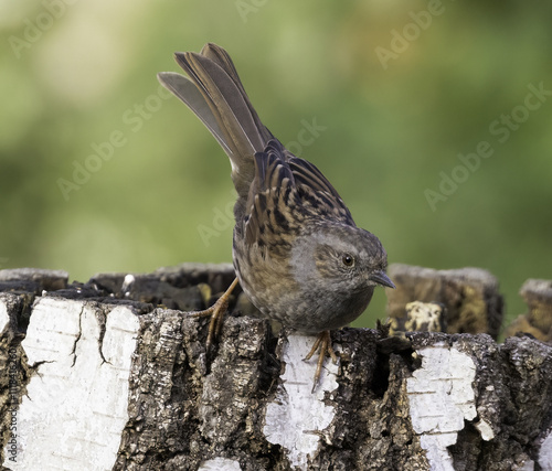 Dunnock