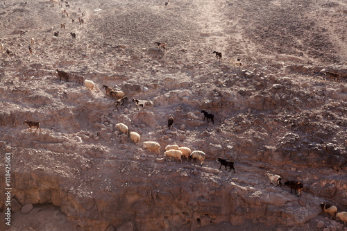 Agriculture of Gran Canaria - a large group of goats and sheep are moving across a dry landscape, between Galdar and Agaete municipalities photo