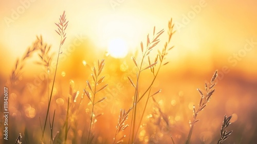 Golden Sunrise Illuminates Dewy Grass Blades