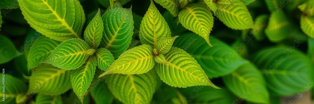 A single leaf with intricate gold veins stands out among a cluster of vibrant green leaves, green leaves, leaf, vibrant A single leaf with intricate gold veins stands out among a cluster of vibrant green leaves, green leaves, leaf, vibrant
