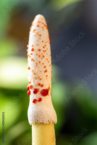 Close up of Philodendron Florida Beauty Flower with Sticky Resin Drops all Over Spadix