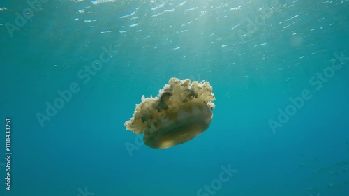 Jellyfish swimming in turquoise water in bright sunrays, Backlight, Slow motion of Upside Down Jellyfish, Cassiopea andromeda swim below water surface in contre-jour photo