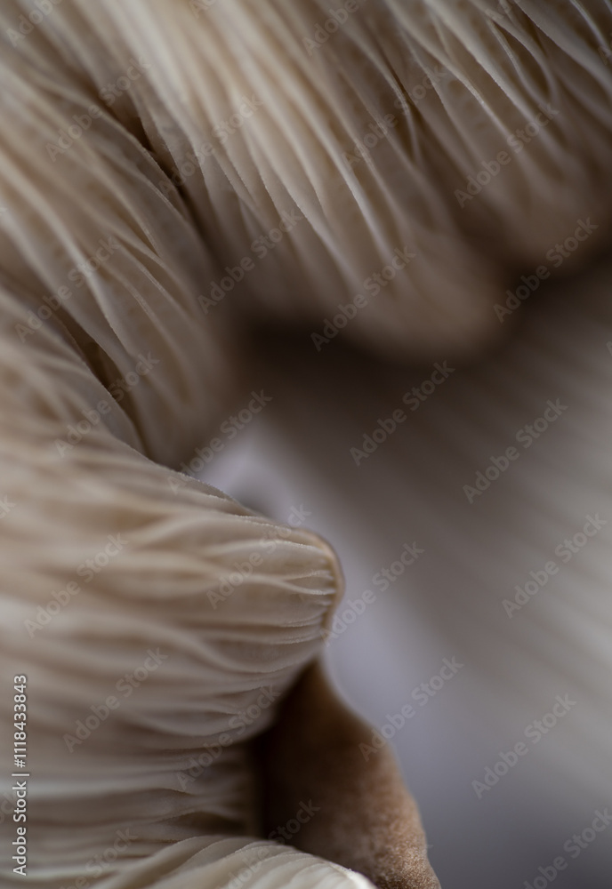 Fototapeta premium Macro Close up of Blue Oyster Mushroom Gills and Stem