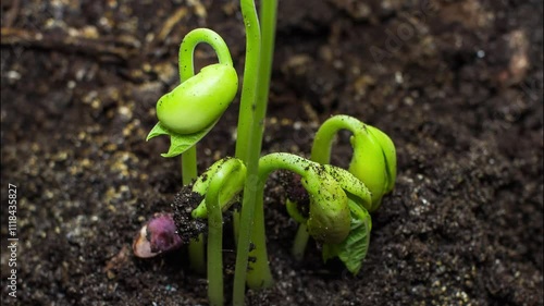 a black bean sprout growing out of the soil, taken close up