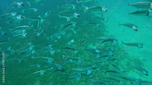 Top view of school of mackerel swims with open mouths and filtering plankton over sandy seabed, Slow motion of Striped mackerel or Indian mackerel, Rastrelliger kanagurta photo