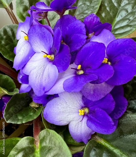 Purple flower