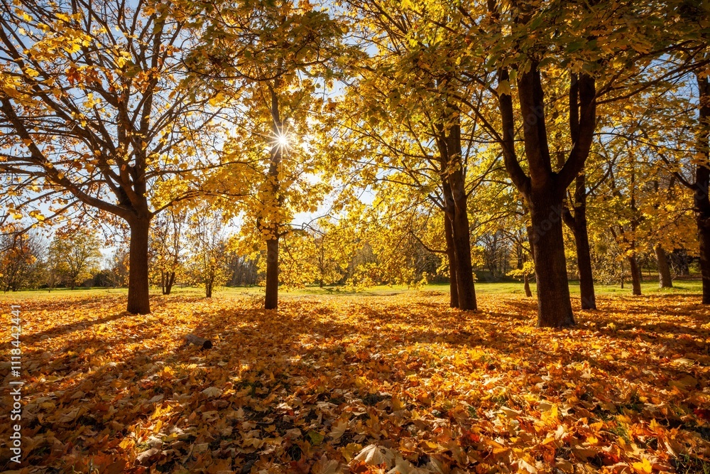 Fototapeta premium Orange trees leaves in city park. Beautiful autumn tree