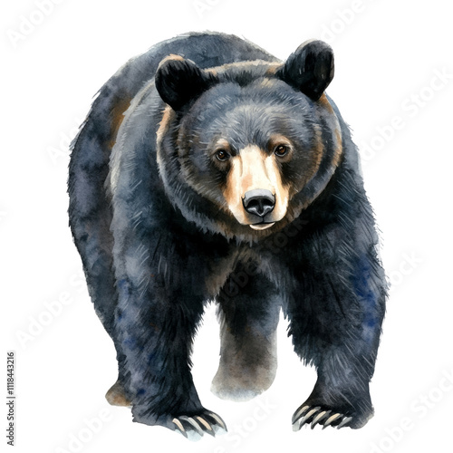 Black bear watercolor illustration isolated transparent background