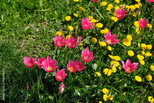 dandelions and pink tulips