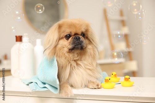 Cute Pekingese dog with towel, bottles, rubber ducks and bubbles in bathroom. Pet hygiene