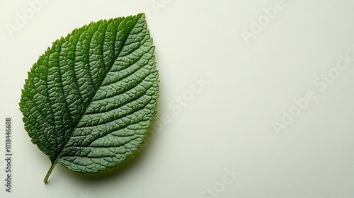 Close-up of a green leaf against a light background photo