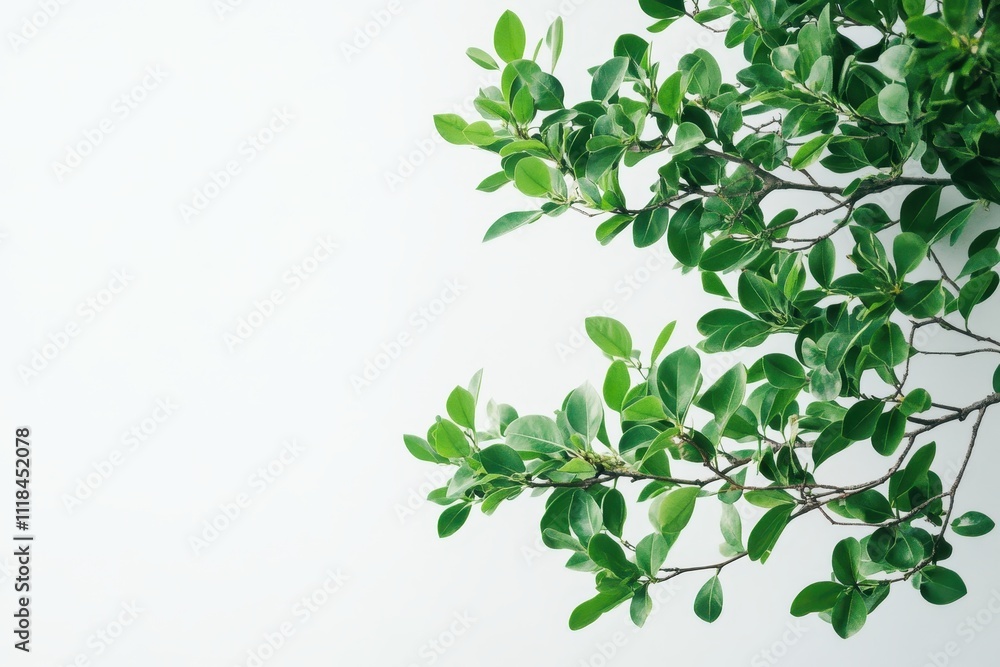 A branch of lush green leaves against a light background, symbolizing nature and tranquility. A branch of lush green leaves against a light background, symbolizing nature and tranquility.