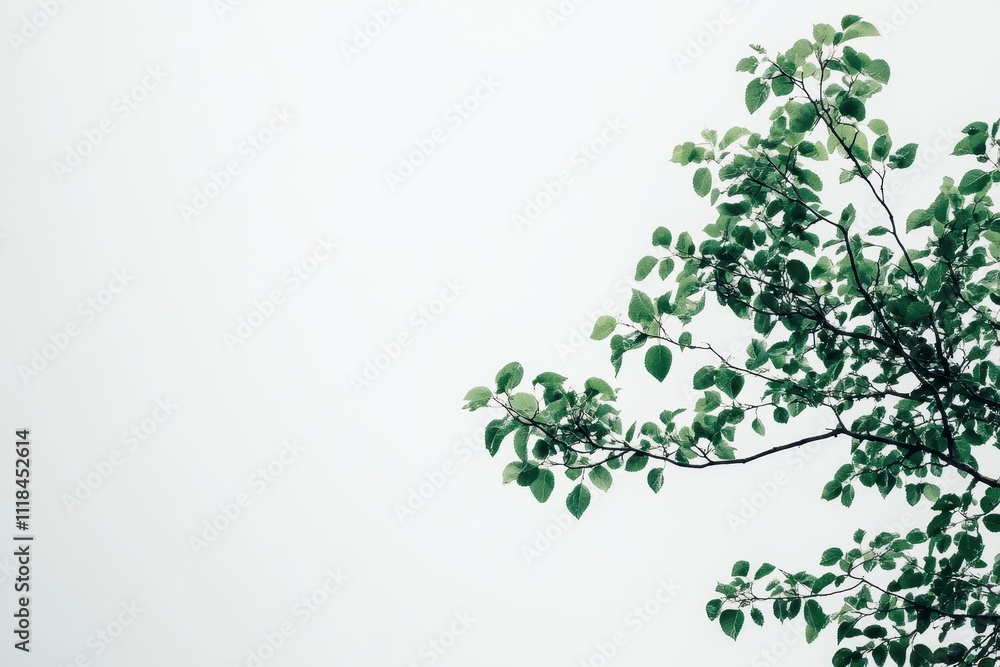 A branch with green leaves against a light gray background. A branch with green leaves against a light gray background.