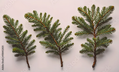 Three branches of pine trees are shown in a close up. The branches are green and have brown tips. Concept of nature and tranquility