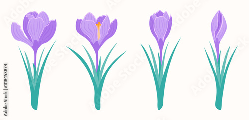 Spring set purple crocuses on white background. Hand drawn blooming flowers and buds