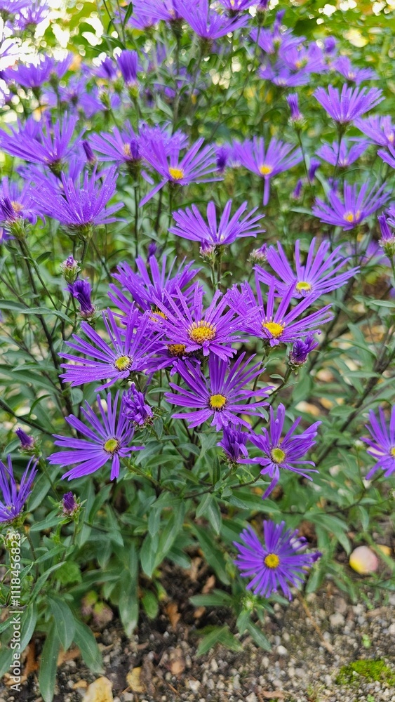 Fototapeta premium Purple flowers of asters in the garden. Selective focus
