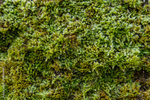 arrière plan avec de la mousse bien verte en hiver, en transparence, png