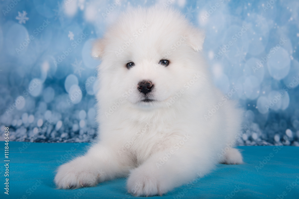 White fluffy bear small Samoyed puppy dog muzzle close up White fluffy bear small Samoyed puppy dog muzzle close up