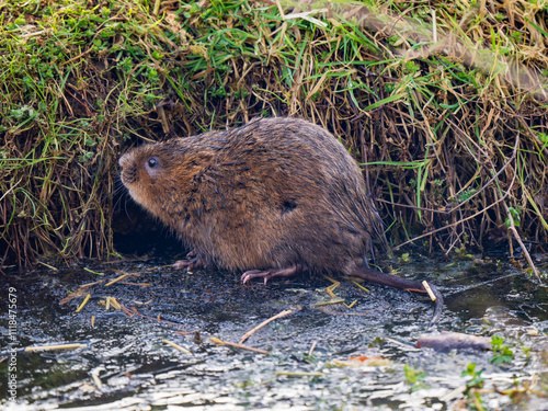 Water Vole on a Frozen Pond photo