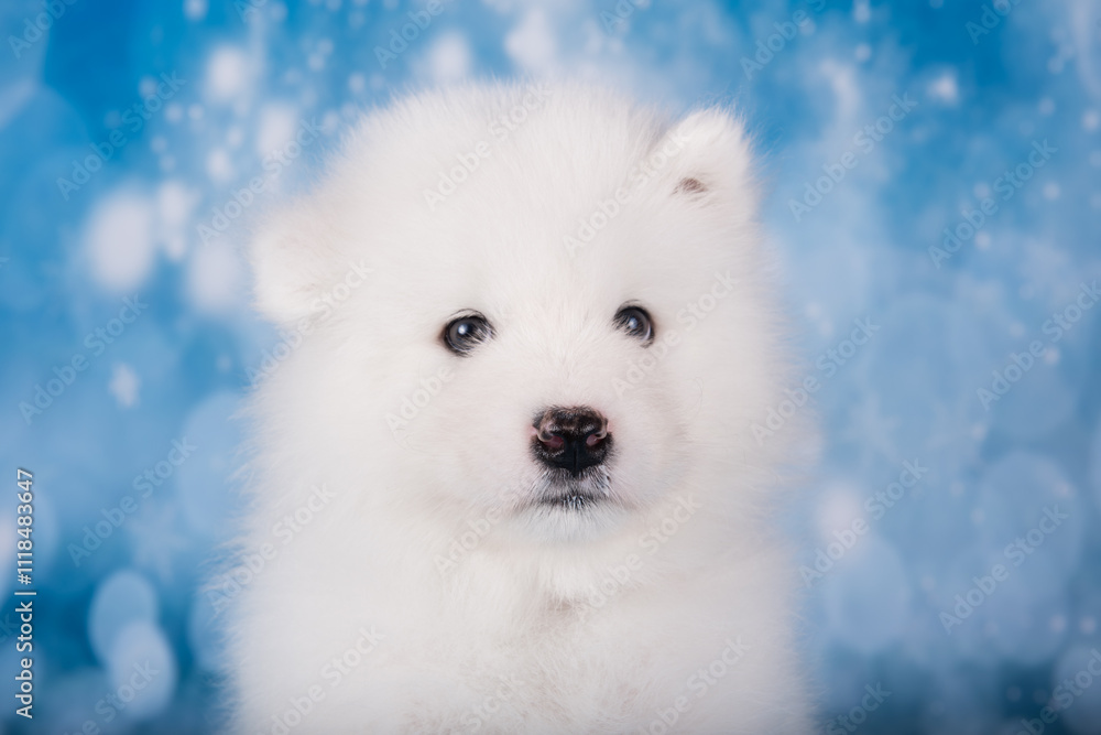 White fluffy bear small Samoyed puppy dog muzzle close up White fluffy bear small Samoyed puppy dog muzzle close up