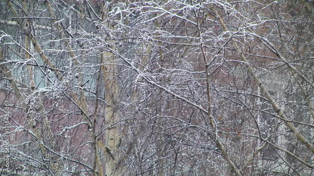 The first snow falls against the backdrop of trees. The first snow falls against the backdrop of trees.