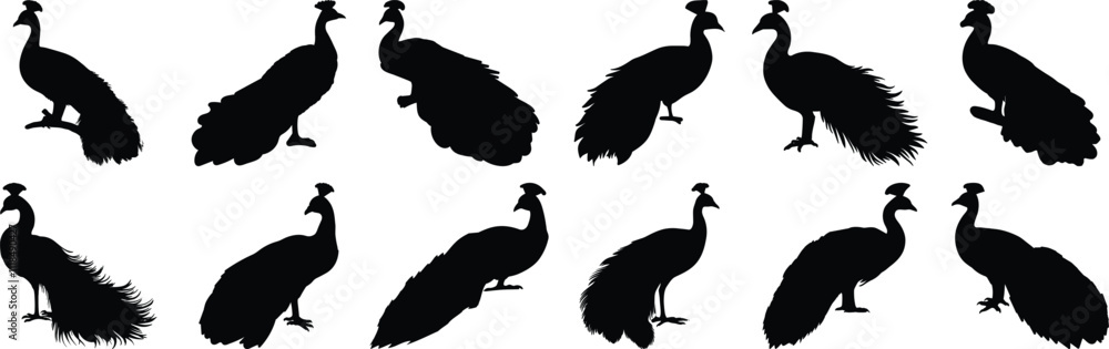 Peacock silhouette set vector design big pack of bird illustration and icon Peacock silhouette set vector design big pack of bird illustration and icon