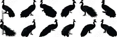 Peacock silhouette set vector design big pack of bird illustration and icon