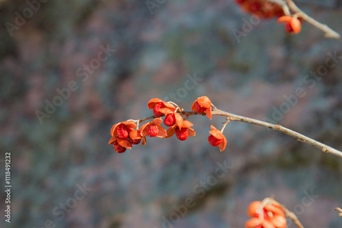 Small red berries of climbing bittersweet in winter