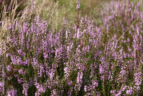 Close up of European heather flowers