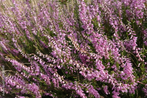 Close up of European heather flowers