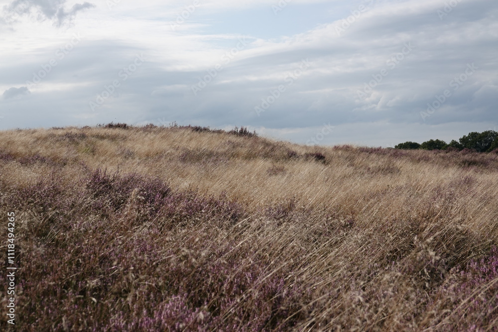 Dutch wild pink heathland flowers