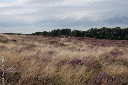 Dutch wild pink heathland flowers