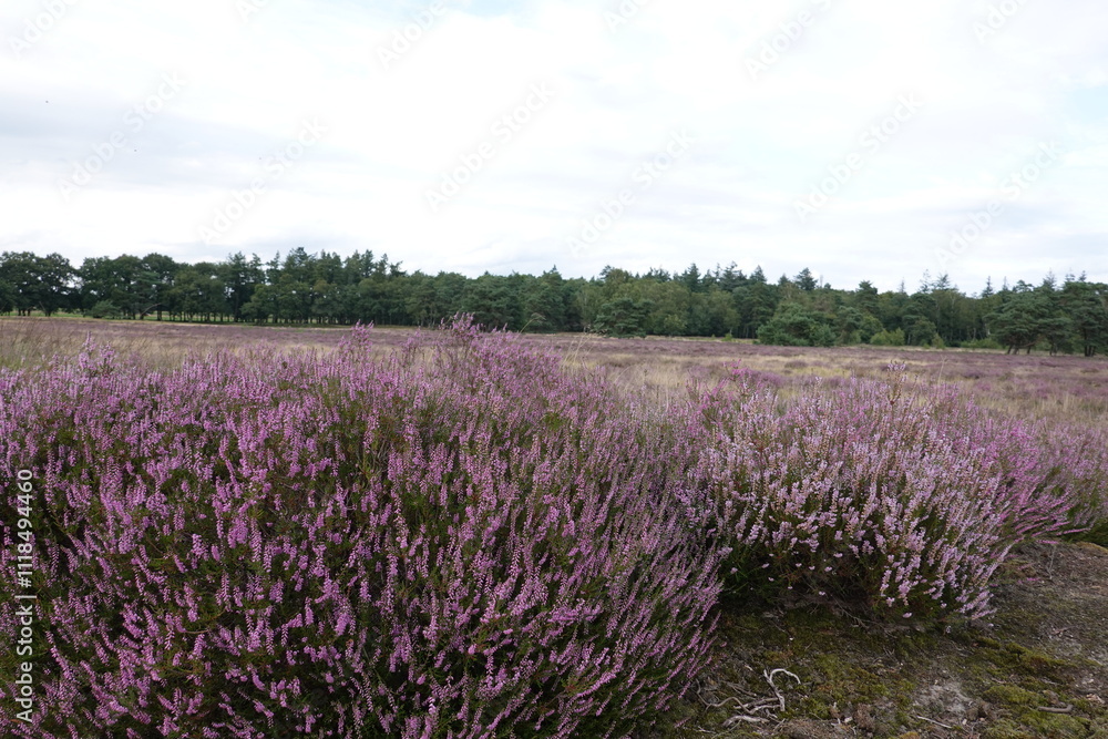 Obraz premium Dutch wild pink heathland flowers