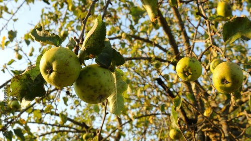 ripe green apples on tree with signs of disease, spots on fruit at ripe stage, diseased apple tree with fruits on branches