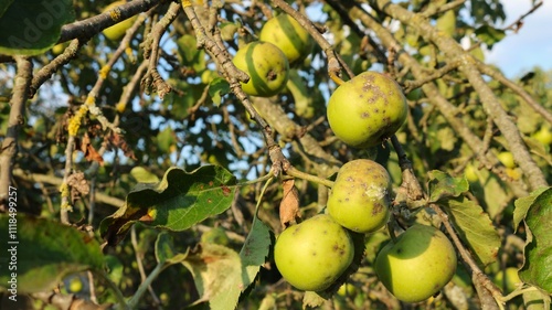 apple tree branches with green ripe fruits in disease spots, diseases of fruit trees on the example of an apple tree in an orchard, bad fruits during harvesting