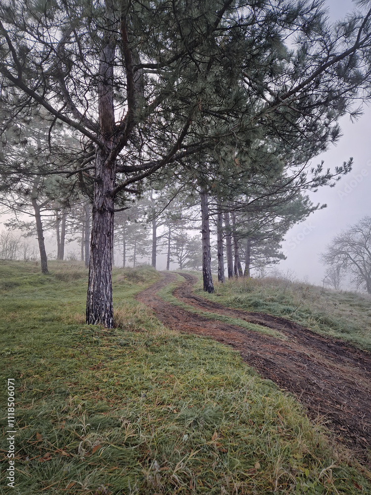 Winding dirt path uphill through a forested area with tall pine trees. Misty scene, tranquil atmosphere with ground is covered in green frosted grass. Winding dirt path uphill through a forested area with tall pine trees. Misty scene, tranquil atmosphere with ground is covered in green frosted grass.