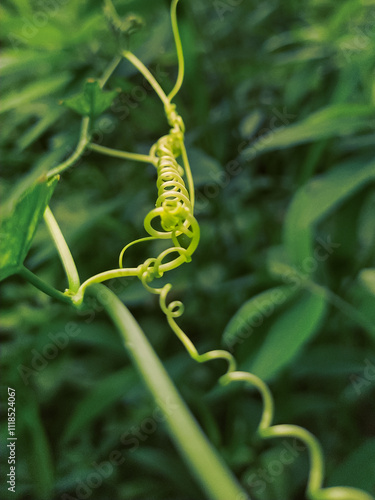 Obraz na plátne Spiral tendril climber of vine plant with springlike curl helix in the brow stem