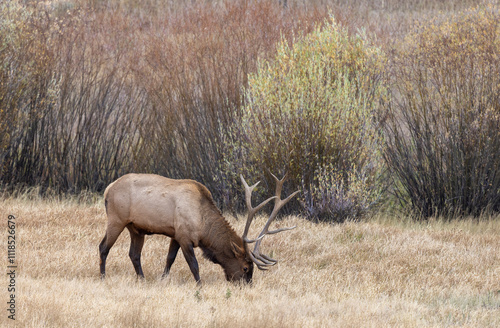 Bull Elk During the Rut in Yellowstone National Park Wyoming in Autumn